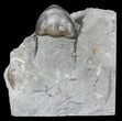 Inflated, Enrolled Isotelus Trilobite - Ohio #54203-1